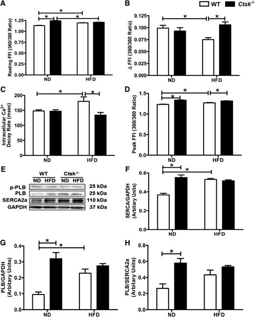FIG. 4. Intracellular Ca2+ transients in cardiomyocytes and expression levels of proteins related to intracellular Ca2+ handling in wild-type (WT) and cathepsin K knockout mice fed a normal diet (ND) or high-fat diet (HFD). A–D: Resting fura-2 fluorescence intensity (FFI), electrically stimulated increase in FFI (ΔFFI), single exponential intracellular Ca2+ decay, and peak FFI, respectively. E: Representative Western blot images for phospho-phospholamban, phospholamban (PLB), SERCA2, and GAPDH (loading control). F–H: Densitometric quantitation of SERCA normalized to GAPDH, PLB normalized to GAPDH, and PBL-to-SERCA ratio, respectively. Mean ± SEM, n = 94–100 cells or 5–7 mice per group. *P < 0.05 between the notated groups.