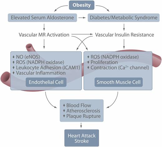 FIG. 2. Schematic model representing the relationships and interactions among obesity, diabetes, vascular aldosterone/MR, and insulin signaling that contribute to heart attack and stroke. eNOS, endothelial NO synthase.