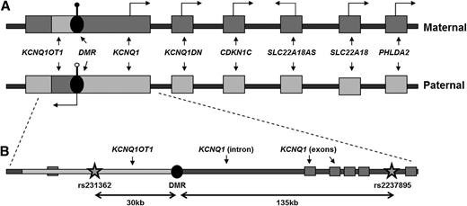 FIG. 1. Schematic representation of imprinting control [as described in (17)] and type 2 diabetes-associated SNPs at 11p15.5. A: Chromosome 11:2,450,000–2,960,000. The closed circle at the DMR represents a high level of methylation; the open circle represents a low level of methylation. The transcribed sequence is shown in dark gray, and untranscribed is shown in light gray. Arrows indicate direction of transcription. B: Chromosome 11:2,650,000–2,880,000. The smaller region is distinguished by exonic (boxes) and intronic regions of KCNQ1 (dark gray), a region of KCNQ1OT1 transcription (light gray), and relative positions of top disease-associated SNPs (rs231362, chr11:2,691,471, and rs2237985, chr11:2,857,194). All genomic coordinates are b37/hg19 (graphics not to scale).