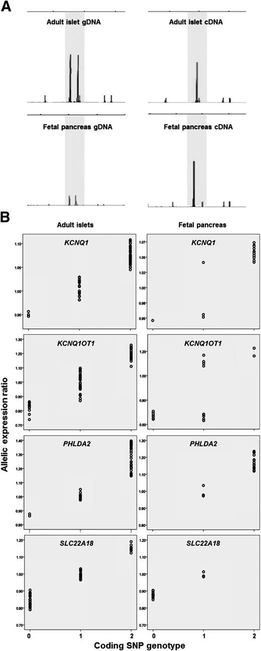 FIG. 2. A: Imprinting status of genes in the 11p15.5 cluster CDKN1C. Fragment analysis traces demonstrate monoallelic (imprinted) expression of CDKN1C in adult islet (top) and fetal pancreas (bottom) samples. Left: genomic DNA, with the two size peaks characteristic of a heterozygote for del171APVA highlighted. Right: cDNA from the same heterozygous samples. In both cases, only one size peak is evident, indicating the presence of mRNA from only one chromosome. Every sample heterozygous for del171APVA at the gDNA level appeared homozygous at the cDNA level, indicating monoallelic expression. B: Imprinting status of genes in the 11p15.5 cluster KCNQ1, KCNQ1OT1, PHLDA2, and SLC22A18. Plots demonstrate flexibility of imprinting at the 11p15.5 cluster. The x-axis represents genotypes of reporter coding SNPs within the relevant gene (numbering arbitrary). The left- and right-hand clusters contain the two homozygote groups, whereas the center cluster contains heterozygous samples. The y-axis represents the ratio of mRNA expression level of a fluorescent probe specific to one allele of the coding SNP against the expression level of a differently labeled probe specific to the alternative allele. The two homozygous groups are therefore expected to have relatively high and low ratios, representing substantially more amplification of the probe specific for one allele. Under biallelic expression (all adult islet samples and PHLDA2 and SLC22A18 fetal pancreas samples), heterozygous samples form a central cluster with a ratio of ∼1, indicating equal expression from homologous chromosomes. Under monoallelic (imprinted) expression (KCNQ1 and KCNQ1OT1 fetal pancreas samples), heterozygote samples separate into two distinct groups, corresponding to the two homozygous clusters and indicating expression from only one chromosome.