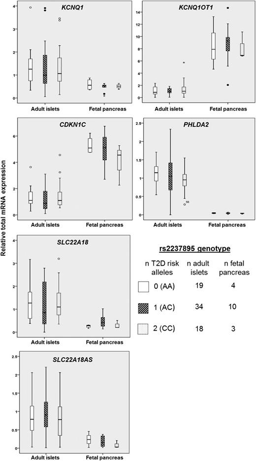 FIG. 4. Total expression according to rs2237895 type 2 diabetes risk genotype. Box plots show the effect of risk allele number (x-axis) on total mRNA expression level (y-axis), separated by tissue type. Boxes represent quartiles; whiskers encompass values within 1.5 times the interquartile range. There was no evidence for an effect of risk allele number on expression levels of any of the tested genes in either tissue type (P > 0.05 in all cases). T2D, type 2 diabetes.