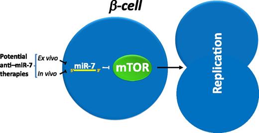 FIG. 1. Negative control of miR-7 on proliferation of mature β-cells. Ex vivo inhibition of miR-7 in pancreatic human and mouse islets results in the activation of the mTOR pathway, leading to β-cell replication without induction of apoptosis. This finding may be applied to in vivo or ex vivo induction of β-cell proliferation for potential therapeutic purposes.