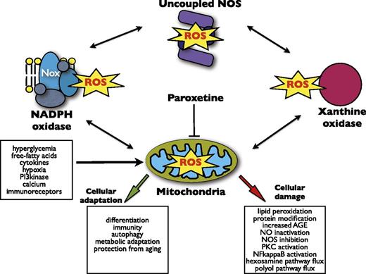 FIG. 1. Feed-forward interactions between endothelial sources of ROS and their contribution to diabetes-related vascular pathology. Mitochondria, NADPH oxidase, uncoupled endothelial nitric oxide synthase, and xanthine oxidase are among the cellular sources of ROS, which contribute to endothelial dysfunction and diabetic vasculopathy. Mitochondrial ROS generation predominates in hyperglycemic environments. ROS derived from each cellular source may activate ROS generation from other sources, driving a vicious feed-forward cycle by “ROS-induced ROS” generation. In addition to toxic effects resulting in cellular damage and contributing to vascular pathology, mitochondrial ROS also play physiological roles and modulate cellular adaptation to stress. In this issue of Diabetes, Gerö et al. used a novel cell-based screening approach of known pharmacological compounds to identify a new property of paroxetine as a potent inhibitor of mitochondrial ROS generation. AGE, advanced glycosylation end product; NFkappaB, nuclear factor-κB; NO, nitric oxide; NOS, nitric oxide synthase; Nox, NADPH oxidase; PKC, protein kinase C.