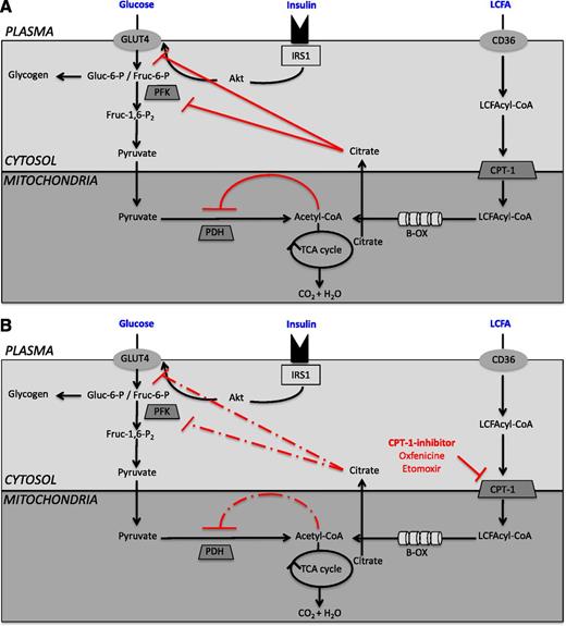 FIG. 1. Schematic representation of the reciprocal regulation of glucose utilization and fatty acid oxidation. A: The Randle theory proposes that high fatty acid availability and oxidation negatively affects glucose utilization, thereby contributing to insulin resistance. According to this theory, high rates of fatty acid oxidation result in the accumulation of acetyl-CoA and citrate, thereby inhibiting PDH and glycolysis at the level of 6-phosphofructo-kinase-1 (PFK), resulting in reduced glucose oxidation and hence reduced glucose uptake. PDH inhibition is caused by acetyl-CoA and NADH accumulation resulting from fatty acid oxidation, whereas 6-phosphofructo-kinase-1 inhibition results from citrate accumulation in the cytosol. These effects reroute glucose toward glycogen synthesis via glycogen synthase (GSK). B: Selective reduction of fatty acid oxidation (e.g., postprandial state) at the level of CPT-1 could force glucose uptake and oxidation. Keung et al. show that CPT-1 inhibition increases PDH activity, membrane GLUT4 content, and Akt phosphorylation and improves whole-body glucose tolerance and insulin sensitivity. B-OX, β-oxidation; IRS1, insulin receptor substrate 1; LCFA, long-chain fatty acid; TCA, tricarboxylic acid.