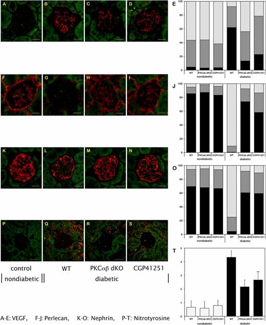 FIG. 1. Expression levels of VEGF (A–E), perlecan (F–J), nephrin (K–O), and nitrotyrosine (P–T) in the glomerulus/renal cortex of nondiabetic and diabetic WT mice and diabetic PKC-α/β−/− (dKO) mice, and of diabetic mice treated with CGP41251 (1 mg/kg) after 8 weeks of hyperglycemia. *P < 0.01 vs. WT; **P < 0.05 vs. WT. (A high-quality color representation of this figure is available in the online issue.)
