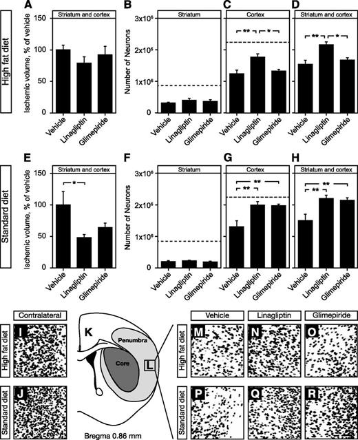 FIG. 4. Neuroprotective effects of linagliptin and glimepiride treatments. A: Ischemic volume (mm3) after 30 min of MCAO in HFD-fed mice. Number of surviving neurons in stroke-damaged striatum (B), cortex (C), and striatum and cortex combined (D) in HFD-fed mice. E: Ischemic volume (mm3) after 30 min of MCAO in nondiabetic mice. Number of surviving neurons in stroke-damaged striatum (F), cortex (G), and striatum and cortex combined (H) in nondiabetic mice. The dashed lines in B, C, F, G, represent the average number of neurons in the brain areas of naïve animals (no stroke) where the neuronal quantification was performed. Bars represent means ± SEM. One-way ANOVA, followed by Bonferoni post hoc tests, was used. *P < 0.05, **P < 0.01. K: An illustration of typical brain damage in our stroke model. I and J: Photomicrographs of the area of the cortex illustrated in L on the contralateral, nondamaged, side of the brain, show normal neuronal density. Photomicrographs of the area (L) of the stroke-damaged cortex in HFD (M–O) and normal diet (P–R) illustrating the changes in neuronal density in vehicle, linagliptin, and glimepiride-treated mice, respectively. All photomicrographs have been enhanced with high-contrast monochromatic adjustment for better visual representation on small images.