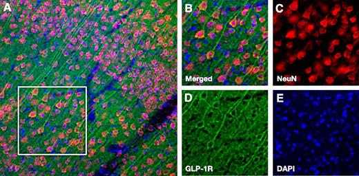 FIG. 5. GLP-1R expression in the mouse cerebral cortex. A: Low magnification image of GLP-1R expression in cortex. B: High magnification image corresponding to the white borders square within panel A. Split channel images show immunoreactivity for NeuN (C), GLP-1R (D), and DAPI (E).
