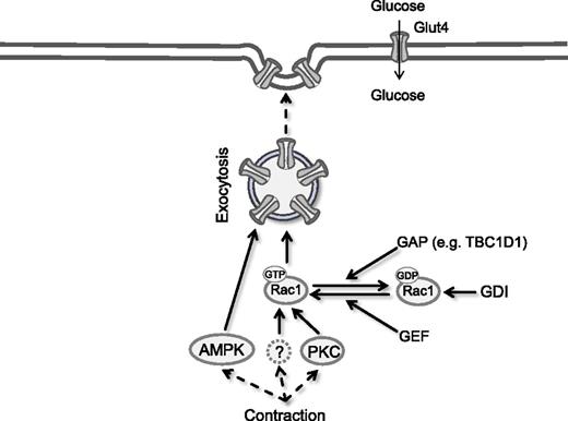 FIG. 1. Possible upstream and direct regulators of Rac1 activity. Contraction stimulates GLUT4 exocytosis by activating a range of different molecules, including AMPK, PKC, and TBCD1. Evidence presented by Sylow et al. (1) indicates that AMPK is not involved in Rac1 activation. Other possible pathways include TBC1D1 and PKC. Rac1 cycling between active, GTP bound state and inactive, GDP bound state is another possible node by which Rac1 regulates GLUT4 exocytosis.