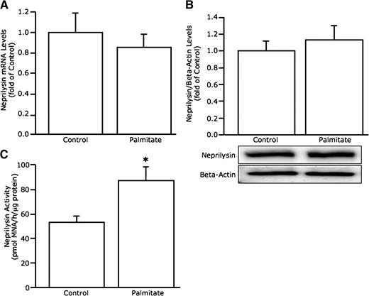 FIG. 1. Palmitate exposure increases neprilysin activity but not mRNA or protein levels in C57BL/6 islets. Neprilysin mRNA expression (A) (n = 11), protein levels (B) (n = 6; image is a representative blot), and activity (C) (n = 5) in C57BL/6 islets after 48-h culture in the absence or presence of 1 mmol/L palmitate. Data are means ± SEM. *P = 0.02 vs. control.