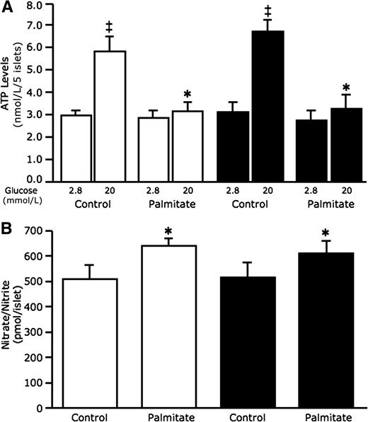 FIG. 3. Neprilysin-deficient islets exposed to palmitate are not protected against reduced glucose-stimulated ATP levels or nitrative stress. ATP levels in response to 2.8 and 20 mmol/L glucose stimulation (A) (n = 5) and nitrate/nitrite levels (B) (n = 7) from C57BL/6 and C57BL/6.NEP−/− islets after 48-h culture in the absence or presence of 1 mmol/L palmitate. White bars, C57BL/6 islets; black bars, C57BL/6.NEP−/− islets. Data are means ± SEM. *P < 0.05 vs. control; ‡P < 0.005 vs. 2.8 mmol/L glucose.