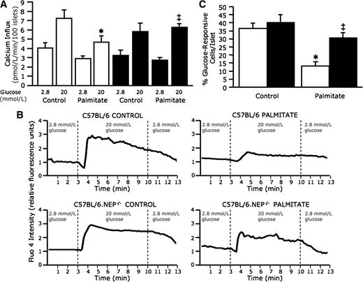 FIG. 5. Neprilysin-deficient islets exposed to palmitate are protected against reduced glucose-stimulated calcium influx. Calcium influx, measured using 45Ca2+, in response to 2.8 and 20 mmol/L glucose stimulation from C57BL/6 and C57BL/6.NEP−/− islets after 48-h culture in the absence or presence of 1 mmol/L palmitate (A) (n = 5). Representative traces for calcium imaging of islets loaded with fluo-4 and perifused with 2.8 mmol/L and 20 mmol/L glucose (B). Percentage of 20 mmol/L glucose–responsive cells per C57BL/6 or C57BL/6.NEP−/− islet after 48-h culture in the absence or presence of 1 mmol/L palmitate (C) (n = 11–14 islets/group), determined as increased fluo-4 emission intensity when the perifusion solution was switched from 2.8 to 20 mmol/L glucose. White bars, C57BL/6 islets; black bars, C57BL/6.NEP−/− islets. Data are means ± SEM. *P < 0.01 vs. control; ‡P < 0.05 vs. C57BL/6.