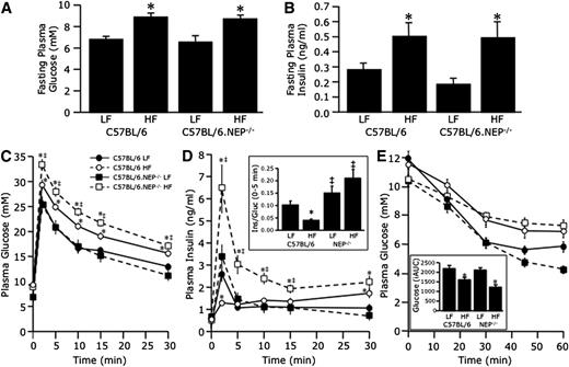 FIG. 7. Neprilysin-deficient mice are protected against high-fat diet–induced insulin secretory dysfunction. Fasting plasma glucose (A) and insulin (B) levels and plasma glucose (C) and insulin (D) levels in response to intravenous glucose and plasma glucose levels in response to intraperitoneal insulin (E) in C57BL/6 and C57BL/6.NEP−/− mice after 12 weeks on a low-fat (LF) or high-fat (HF) diet. The inset in D shows the early insulin response to intravenous glucose calculated as a ratio of the incremental areas under the insulin and glucose curves over the first 5 min. The inset in E shows the inverse area under the curve below baseline glucose after insulin administration. Closed circles, C57BL/6 LF; open circles, C57BL/6 high fat; closed squares, C57BL/6.NEP−/− low fat; open squares, C57BL/6.NEP−/− high fat. Data are means ± SEM; n = 14–18. *P < 0.05 vs. LF; ‡P < 0.05 vs. C57BL/6.