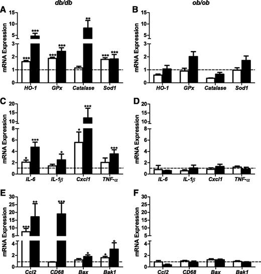 FIG. 4. Changes in mRNA expression of antioxidant and inflammation genes in islets of db/db and ob/ob mice at 6 and 16 weeks of age. Islets were isolated from 9 to 10 C57BL/KsJ control and 8 db/db mice at 6 weeks of age, 13 to 16 C57BL/KsJ control and 9 to 12 db/db mice at 16 weeks of age, 6 C57BL/6J control and 6 ob/ob mice at 6 weeks of age, and 4 to 5 C57BL/6J control and 7 ob/ob mice at 16 weeks of age. Total RNA was extracted, reverse-transcribed, and analyzed by real-time RT-PCR. mRNA levels were expressed as fold change of the levels in respective age-matched controls (represented by the dashed line). Shown are changes for the indicated genes in islets of db/db (A, C, E) and ob/ob (B, D, F) mice at 6 (white bars) and 16 (black bars) weeks of age. All results are mean ± SEM. *P < 0.05, **P < 0.01, ***P < 0.001 genotype effect in each age group.