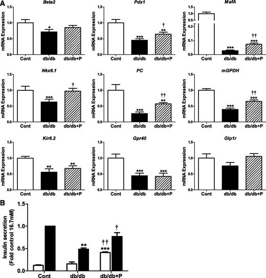 FIG. 6. Effect of chemical chaperone treatment on the changes in gene expression and insulin secretion in islets of db/db mice. A: Islets isolated from diabetic db/db and age-matched nondiabetic control [cont] mice (12–14 weeks of age) were cultured in the absence (control, white bars; db/db, black bars) or presence (db/db+P, striped bars) of the chemical chaperone PBA (2.5 mmol/L) for 24 h. Total RNA was extracted, reverse-transcribed, and analyzed by real-time RT-PCR. mRNA levels were expressed as fold change of the level in control islets. n = 7 in each group. B: Batches of islets were cultured in Krebs-Ringer HEPES buffer containing 0.1% BSA and 2.8 mmol/L (white bars) or 16.7 mmol/L glucose (black bars) for 1 h. Insulin was measured in an aliquot of the buffer by radioimmunoassay. Insulin secretion was expressed as fold change of the level in control islets cultured in 16.7 mmol/L glucose. n = 3 in each group. All results are mean ± SEM. *P < 0.05, **P < 0.01, ***P < 0.001 genotype effect; †P < 0.05, ††P < 0.01 PBA treatment effect in db/db mouse islets.