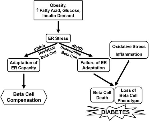FIG. 8. Proposed mechanisms contributing to β-cell compensation and failure during progression to type 2 diabetes. Obesity and its associated metabolic changes including hyperlipidemia, glucose intolerance, and increased insulin demand lead to ER stress in pancreatic β-cells. In normal β-cells, upregulation of the adaptive UPR facilitates the enhancement of ER capacity, maintenance of β-cell compensation, and prevention of diabetes. In genetically susceptible β-cells, suppression of ER adaptation together with oxidative stress and inflammation leads to the loss of β-cell phenotype and increased β-cell death that ultimately results in type 2 diabetes.