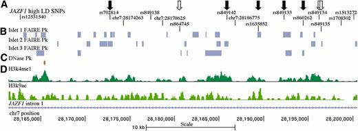 FIG. 1. Regulatory potential at type 2 diabetes–associated SNPs at the JAZF1 locus. A: Twelve high LD SNPs (r2 ≥ 0.80 with GWAS index SNP rs849134). Closed arrows indicate five SNPs overlapping open chromatin marks tested for allele-specific transcriptional activity. Open arrows indicate three SNPs without evidence of open chromatin and tested for allele-specific transcriptional activity for comparison. Four high LD SNPs without evidence of open chromatin were not tested for allele-specific transcriptional activity. B: FAIRE peaks identified in three islet samples. C: DNase hypersensitivity peaks identified in two pooled islet samples from the ENCODE Consortium. D: Islet H3K4me1 and H3K9ac histone modifications from the Roadmap Epigenomics Consortium. Three high LD indels that do not overlap with open chromatin and lack reference SNP ID numbers (rs#) are shown. Four additional low LD SNPs located 12–20 kb proximal to the region shown were tested for allele-specific transcriptional activity. Image is taken from University of California, Santa Cruz, genome browser, February 2009 (GRCh37/hg19) assembly (http://genome.ucsc.edu) (38).