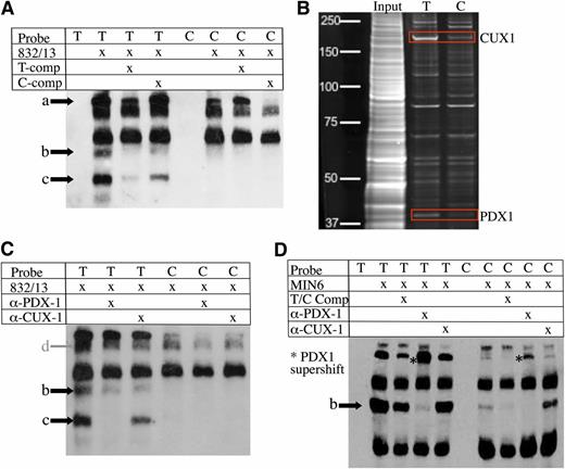 FIG. 3. Alleles of rs1635852 differentially bind PDX1 in rat 832/13 and mouse MIN6 insulinoma cells. A: EMSA using 832/13 nuclear extract shows differential protein–DNA binding of rs1635852 alleles. The probe containing risk allele T shows increased protein binding (arrows a, b, c) compared with the probe containing nonrisk allele C. Excess unlabeled specific probe containing the T allele (T-comp) more efficiently competed away allele-specific bands than unlabeled probe for the C allele (C-comp). To enhance visualization of protein complexes, free biotin-labeled probe is not shown. B: DNA affinity-capture identified differential binding of CUX1 and PDX1 at rs1635852 alleles in 832/13 cells. C: Incubation of 832/13 nuclear extract with PDX1 antibody disrupts the DNA–protein complex formed with T allele–containing DNA probe (arrows b and c). The presence of a nonallele-specific complex (arrow d) may mask a PDX1-mediated supershift. D: Incubation of MIN6 nuclear extract with PDX1 antibody disrupts the DNA–protein complex formed with T allele–containing DNA probe (arrow b) and results in a band supershift. (A high-quality color representation of this figure is available in the online issue.)