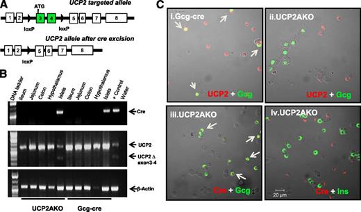 FIG. 1. UCP2 is efficiently deleted specifically from islet α-cells of UCP2AKO mice. A: Schematic diagram of the UCP2-targeting construct. B: Cre and UCP2 tissue expression measured by standard PCR. C: Immunostaining for UCP2 protein (red) and glucagon (green) in dispersed islet cells from Gcg-cre and UCP2AKO mice. UCP2AKO islet cells were also stained for Cre (red) and glucagon (green) or insulin (green). Colocalization is indicated by yellow and arrows. N = 3.