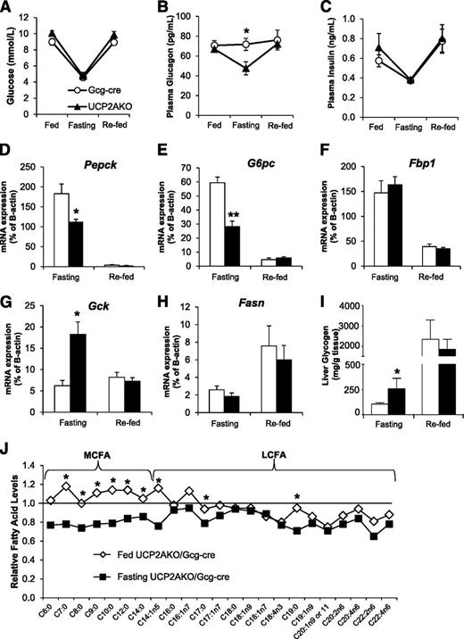 FIG. 4. α-Cell UCP2 deletion reduces the gluconeogenic response of the liver and switches fatty acid usage during a prolonged fast. Blood glucose (A), plasma glucagon (B), and plasma insulin (C) measured in fed, 24-h fasted (fasting), and 12-h re-fed mice. *P < 0.05. D–H: Hepatic expression of the enzymes Pepck (D), G6pc (E), Fbp1 (F), Gck (G), and Fasn (H) genes. N = 4–8/group. *P < 0.05 or **P < 0.01 compared with Gcg-cre. I: Hepatic glycogen levels. N = 4–6 mice/condition. *P < 0.05. J: Metabolomic analyses of MCFA and long-chain fatty acid (LCFA) plasma levels. Data are relative to Gcg-cre levels. N = 8 mice/genotype. *P < 0.05 genotype/fed-state interaction.