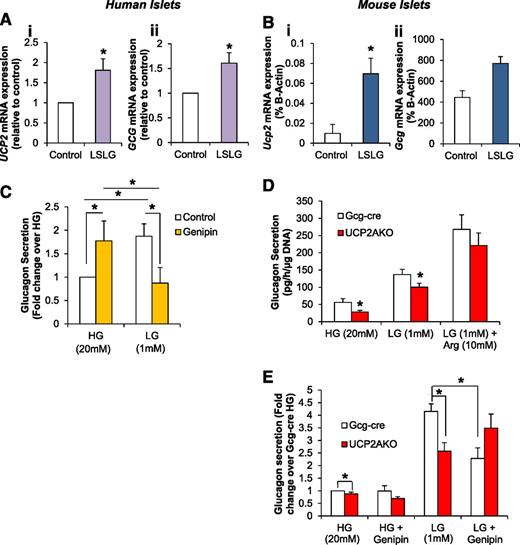 FIG. 5. UCP2 expression is increased after nutrient depletion and glucagon secretion from UCP2AKO islets was impaired. Human (left panel) and mouse (right panel). A: UCP2 (i) and GCG (ii) expression in human islets exposed to low serum (0.01% FBS) and low glucose (2.8 mmol/L) RPMI (low serum and low glucose [LSLG]) for 6 h. N = 6 individual donors. B: Ucp2 (i) and Gcg (ii) expression in control CD1 mouse islets exposed to LSLG for 6 h. N = 4–5/condition. C: Glucose-inhibited glucagon secretion from human islets preincubated with or without genipin (50 µmol/L) during a half-hour static incubation. N = 6–7 donors. D: Glucose-inhibited glucagon secretion was measured from fresh-isolated islets incubated with high glucose (HG) (20 mmol/L), low glucose (LG) (1 mmol/L), or low glucose plus arginine (LG + Arg) (10 mmol/L). N = 8–9 mice/genotype. E: Glucose-inhibited glucagon secretion measured from islets preincubated with or without genipin (50 µmol/L). N = 7–9 mice/genotype. All mouse data are normalized to DNA, but the human data are per islet. *P < 0.05.