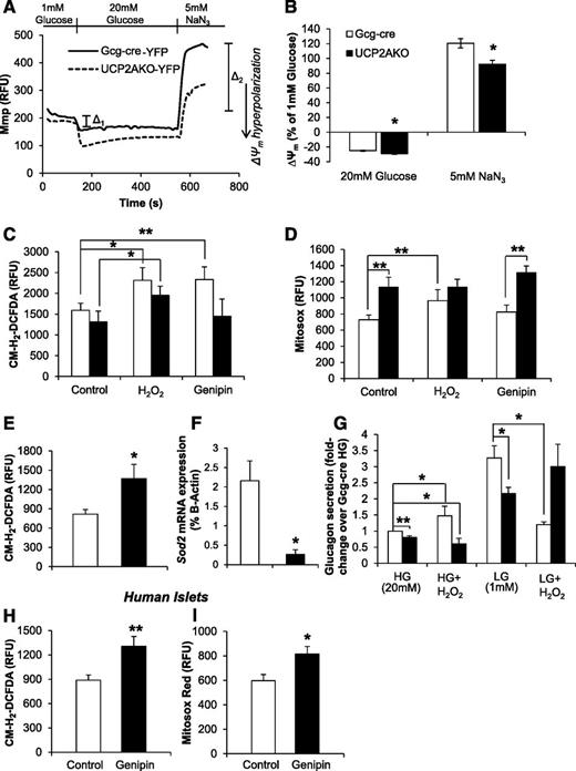 FIG. 6. UCP2AKO α-cells display enhanced hyperpolarization of ΔΨm and increased superoxide levels. A: Representative traces of ΔΨm (Mmp) relative fluorescent unit (RFU) measurements in YFP+ α-cells. B: ΔΨm (Mmp) was measured in high glucose (20 mmol/L) (Δ1) and NaN3 (5 mmol/L) (Δ2) and normalized to basal fluorescence in the presence of low glucose (1 mmol/L). N = 28–29 cells from 6 mice/genotype. *P < 0.05. C and D: Fresh-isolated islets were cultured with or without H2O2 (16 µmol/L) or genipin (50 µmol/L) before measurement of H2O2 (CM-H2-DCFDA) (C) or superoxide (MitosoxRed) (D). N = 20–28 islets, 6–8 mice/genotype. *P < 0.05, **P < 0.01. E: Islets were cultured overnight, and then intracellular H2O2 (CM-H2-DCFDA) was measured. N = 19–27 islets, 5–7 mice/genotype. *P < 0.05. F: Islet Sod2 expression. N = 4–5 mice/genotype. *P < 0.05. G: Glucose-inhibited glucagon secretion with or without H2O2 (16 µmol/L). Secretion is per microgram of DNA, normalized to Gcg-cre high glucose (HG) conditions. LG, low glucose. N = 3–11 mice/genotype. *P < 0.05, **P < 0.01. H and I: Human islets were incubated with 50 µmol/L genipin for 2 h before measurement of H2O2 (CM-H2-DCFDA) (H) and superoxide (MitosoxRed) (I) levels. N = 4 individual donors. *P < 0.05, **P < 0.01.