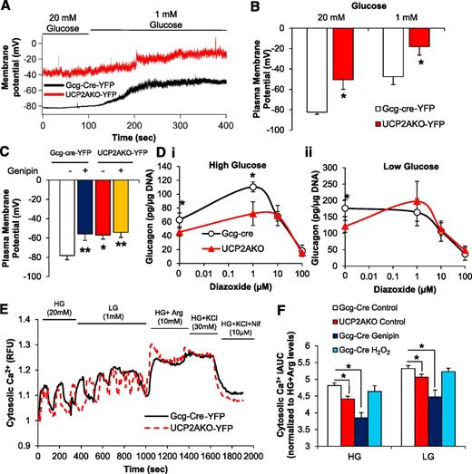 FIG. 7. UCP2AKO α-cells have more depolarized plasma membranes and reduced intracellular calcium. A: Representative traces of plasma membrane potential in YFP+ α-cells incubated in high (20 mmol/L) and low (1 mmol/L) glucose. B: Average membrane potential in YFP+ α-cells. N = 5–8 cells, 3 mice/genotype. *P < 0.05. C: Average plasma membrane potential measured in YFP+ α-cells (N = 8–13) with or without genipin (50 µmol/L) (N = 5 cells), and at least 3 mice/genotype. *P < 0.05, **P < 0.01. D: Glucose-inhibited glucagon secretion from islets incubated with or without diazoxide (1, 10, and 100 µmol/L) in the presence of high glucose (20 mmol/L) (i) or low glucose (1 mmol/L) (ii). *P < 0.05. N = 3 mice/genotype. E: Representative traces of cytosolic calcium uptake in YFP+ α-cells switched from high glucose (HG) (20 mmol/L) to low glucose (LG) (1 mmol/L) and then in the presence of arginine (Arg) (10 mmol/L), KCl (30 mmol/L), and the l-type calcium blocker nifedipine (Nif) (10 µmol/L). F: Incremental area under the curve (iAUC) for cytosolic calcium, normalized to high glucose plus arginine levels. Representative traces are shown in Supplementary Fig. 8. *P < 0.05. N = 19–40 cells/treatment, 3 mice/genotype.