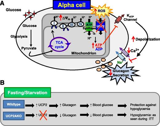 FIG. 8. UCP2 is required for normal glucagon secretion in response to hypoglycemia. A: UCP2AKO islets displayed increased glucose-induced hyperpolarization of ΔΨm, which caused increased ROS and perhaps ATP production. The altered coupling and ROS status resulted in greater depolarization of the plasma membrane, and although still responsive to changes in glucose, the UCP2AKO α-cells showed reduced calcium entry and lower glucagon secretion. B: UCP2 expression is normally increased in islets deprived of nutrients. Therefore, lack of UCP2 in α-cells results in impaired glucagon secretion during hypoglycemia. ITT, insulin tolerance test; TCA, tricarboxylic acid.