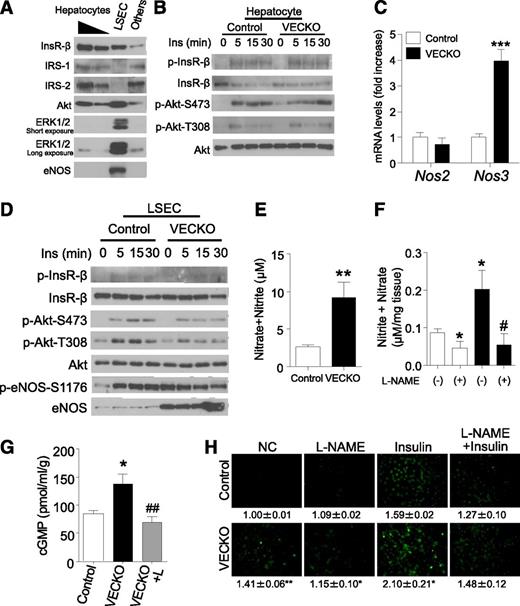 FIG. 3. eNos expression and NO production in LSECs. A: Representative immunoblots of insulin (Ins) signaling and eNos in hepatocytes (1 of 200 or 1 of 100 of total amount), LSECs, and other cellular fractions in liver. A part of liver in a WT mouse was digested with collagenase and was fractionated as described in research design and methods. B: Immunoblots of insulin signaling in primary hepatocytes isolated from WT and VECKO mice. C: Nos2 and Nos3 mRNA levels in cultured LSECs from WT and VECKO mice. D: Representative immunoblots of insulin signaling and p- and total eNos in cultured LSECs from WT and VECKO mice after insulin treatment. Nitrate/nitrite concentration in media after 24-h culture of LSEC (E) or 4-h incubation of resected liver (F) with or without L-NAME pretreatment (n = 4). G: cGMP content of liver from control and VECKO mice with or without L-NAME (L) treatment. L-NAME administration and fasting were started from 16 h prior to analysis (n = 5). H: Insulin-stimulated NO production visualized by DAF-2 DA fluorescence and quantification in cultured LSECs from WT and VECKO mice pretreated with or without L-NAME (1 mmol/L). The numbers indicate arbitrary units of fluorescence intensity (fold increase) (n = 4). *P < 0.05, *P < 0.01, ***P < 0.001 vs. WT. NC, nonstimulated control. #P < 0.05, ##P < 0.01 vs. VECKO without L-NAME treatment. (A high-quality color representation of this figure is available in the online issue.)