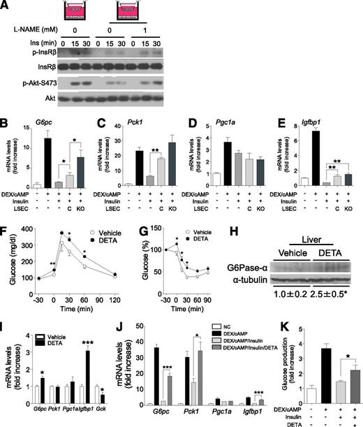 FIG. 4. Glucose tolerance and glucose production in NO-treated mice and hepatocytes. A: Representative immunoblots of insulin-stimulated primary hepatocytes cocultured with LSECs from WT or VECKO mice in transwell systems. Primary hepatocytes and LSECs were cultured in transwell systems with or without L-NAME (1 mmol/L) for 18 h. Hepatocytes and LSECs were stimulated with insulin (Ins) (10 nmol/L) for indicated times (n = 4). B–E: Gluconeogenic gene expression in primary hepatocytes cultured with LSECs from WT or VECKO mice in transwell systems (n = 4). Intraperitoneal glucose (F) and insulin (G) tolerance in 8-week-old SD-fed C57Bl6 mice injected with DETA-NONOate (DETA) or vehicle 30 min prior (−30 min) to glucose or insulin (n = 5) injection. Liver G6pc protein (H) and gluconeogenic gene expression (I) in C57Bl6 mice after 30 min of DETA-NONOate (20 mg/kg body wt i.p.) or vehicle injection (n = 3). J: Gluconeogenic gene expression in primary hepatocytes treated with or without DETA-NONOate. Primary hepatocytes were stimulated with dexamethasone (DEX)/cAMP for 8 h. DETA-NONOate (2.5 mmol/L) and/or insulin (10 nmol/L) were added after 2 and 4 h of DEX/cAMP stimulation, respectively (n = 4). K: Glucose production in primary hepatocytes treated with or without DETA-NONOate. Primary hepatocytes stimulated with DEX/cAMP in glucose production buffer for 4 h were stimulated with insulin or insulin/DETA-NONOate (2.5 mmol/L) for an additional 6 h. (n = 4). *P < 0.05, **P < 0.01, ***P < 0.001 vs. vehicle or between indicated groups. G6Pase-α, glucose-6-phosphatase-α. (A high-quality color representation of this figure is available in the online issue.)