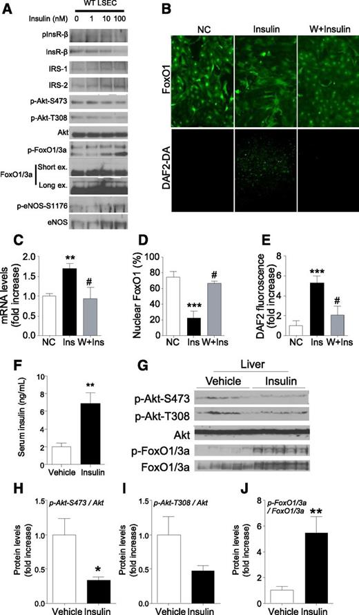 FIG. 6. Insulin signaling and eNos expression after chronic hyperinsulinemia in LSECs. Immunoblots of insulin (Ins) signaling (A) and FoxO1 localization (×100) and NO production (×40) (B) visualized by DAF-2 DA (DAF2-DA) in cultured WT LSECs treated with insulin (100 nmol/L) for 24 h with or without pretreatment of Wortmannin (W) (20 μmol/L). Quantification of Nos3 gene expression (C), nuclear FoxO1 (D), and NO production (E) after 24-h insulin treatment (n = 4–5). Serum insulin levels (F), immunoblots (G), and quantification of insulin signaling (H–J) in liver of C57Bl6 mice infused with vehicle or insulin (0.1 units/day) for 72 h (n = 5). NC, nonstimulated control; ex, exposure. *P < 0.05, **P < 0.01, ***P < 0.001 vs. NC or vehicle; #P < 0.05 vs. insulin. (A high-quality color representation of this figure is available in the online issue.)
