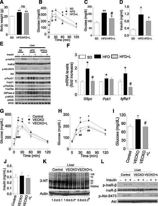 FIG. 7. Pharmacological NO inhibition after SD or short-term HFD. Body weight (A), intraperitonal glucose tolerance tests (B), glucose (C), and insulin (D) in 9-week-old mice fed SD or HFD diet for 5 days (n = 5). L-NAME (L) administration (2 g/L in drinking water) and fasting were started from 16 h prior to experiments. Representative immunoblots of liver insulin signaling (E) and liver gene expression (F) in 9-week-old mice fed with SD or HFD for 5 days. We administered insulin after a 16-h fast and collected livers 3 min later (n = 4). Intraperitoneal glucose (G) and pyruvate (H) tolerance tests and glucose (I) and insulin (J) levels in 12-week-old WT and VECKO mice treated with or without L-NAME and fasted for 16 h (n = 6–8). L-NAME administration (2 g/L in drinking water) and fasting were started from 16 h prior to experiments. Immunoblots of liver nitrotyrosine (3-NT) (K) and insulin signaling (L) in 15-week-old WT and VECKO mice treated with or without L-NAME (2 g/L in drinking water) with drinking water for 16 h (n = 3–4). Livers were collected from 16-h fast mice after 3 min of injection of insulin (Ins) (5 mU/g body wt) or PBS. *P < 0.05, **P < 0.01 vs. SD or WT. #P < 0.05, ##P < 0.01, ###P < 0.001 vs. HFD or VECKO. G6Pase-α, glucose-6-phosphatase-α.