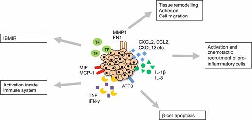 FIG. 4. Nonspecific, innate, and adaptive immune responses against human islet allografts in the liver. Nonspecific immunological responses such as IBMIR have been well-characterized but human islets provoke more responses in the immediate posttransplant period. After isolation, human islets express MMP1 and FN1, which are involved in tissue remodeling, adhesion, and cell migration (11). Also the proinflammatory cytokines IL-1β and IL-8 are expressed as well as the chemotactic chemokines CXCL2, CCL2, CXCL12, CXCL1, CXCL6, and CCL28 that induce neutrophil and monocyte recruitment (11). These—but also other proinflammatory mediators such as MIF, TNF, IFN-γ, and MCP-1—have been shown to influence graft survival by activating the innate immune system (13,14). In addition, human islets express ATF3, a transcription factor that plays a role in β-cell apoptosis (14).