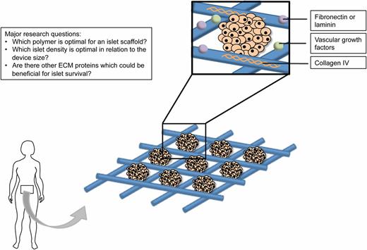 FIG. 6. A three-dimensional biopolymeric scaffold for islet transplantation. This polymer device can be placed in the peritoneal cavity. The device provides a three-dimensional support structure for the islets and mimics the pancreatic microenvironment. Furthermore, by adding ECM proteins such as collagen IV, fibronectin or laminin, or specific components of these ECM components, islet survival can be stimulated (31,33). The ECM also serves as depot for angiogenic and growth factors such as VEGF, which supports revascularization of the islets.
