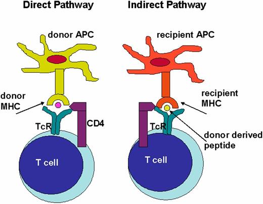 FIG. 1. The direct and indirect pathways of rejection. Recipient CD4+ T cells recognize peptides and class II major histocompatability complexes (MHC) displayed on the surface of antigen-presenting cells (APC). In transplantation between genetically distinct individuals, donor APC transferred together with the transplanted tissue express MHC molecules, which are identified as foreign by recipient T cells. The T-cell receptor (TcR) directly recognizes donor MHC molecules as antigens. Indirect allo- or xenorecognition involves presentation of donor-derived peptides by recipient APC to recipient T cells. Donor proteins are processed by recipient APC, which display the peptides at the cell surface in complex with self-MHC molecules.