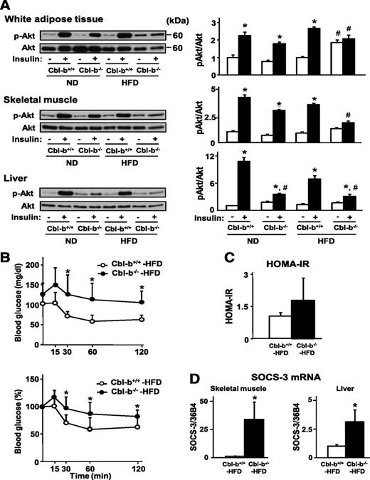FIG. 2. Disturbance of insulin signaling in insulin-sensitive organs of Cbl-b−/− mice. Cbl-b+/+ and Cbl-b−/− mice fed the ND or HFD for 5 weeks were fasted for 12 h and then injected intraperitoneally with 0.75 mU/g body weight of insulin or vehicle (PBS). WAT, gastrocnemius skeletal muscle, and liver were isolated after 15 min of injection. A: Phosphorylation of Akt as insulin signal molecule was assessed by immunoblotting. Immunoblots from three independent experiments were quantified by densitometry using ImageJ imaging software (http://imagej.nih.gov). Data are densitometric ratio of phosphorylated Akt to total Akt and are mean ± SD values of three mice. *P < 0.05 and #P < 0.05 compared with PBS and Cbl-b+/+ mice fed the same diet, respectively. B: After injection of insulin, the blood glucose concentration was measured at the indicated time intervals. Data are mean ± SD (Cbl-b+/+, n = 6; Cbl-b−/−, n = 7). *P < 0.05 compared with Cbl-b+/+ mice. C: HOMA-IR was calculated by the following equation: HOMA-IR = fasting blood glucose (mg/dL) × fasting serum insulin (μU/mL)/405. Data are mean ± SD (Cbl-b+/+, n = 5; Cbl-b−/−, n = 6). D: SOCS-3 mRNA levels in skeletal muscle and liver of Cbl-b+/+ and Cbl-b−/− mice fed the HFD for 5 weeks, estimated by real-time RT-PCR. Data are mean ± SD (n = 3). *P < 0.05 compared with Cbl-b+/+ mice.