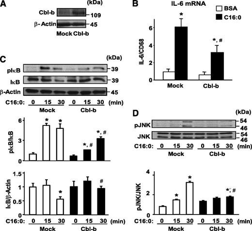 FIG. 4. Saturated FA-mediated NF-κB and JNK signaling in Cbl-b–overexpressing RAW264.7 macrophages. A: Whole-cell lysates (40 μg/lane) of RAW264.7 macrophages transfected with pCEFL (Mock) or pCEFL-Cbl-b-HA were subjected to immunoblotting. B: RAW264.7 cells transfected with mock vector or pCEFL-Cbl-b-HA were treated with 400 μmol/L BSA-conjugated palmitate for 16 h. The amounts of IL-6 and CD68 (internal standard) transcripts in these cells were analyzed by real-time RT-PCR. Data are mean ± SD (n = 3). *P < 0.05 and #P < 0.05 compared with BSA treatment and mock vector-transfected RAW264.7 cells, respectively. After treatment with palmitate to Cbl-b–overexpressing RAW264.7 macrophages for the indicated time intervals, whole-cell lysates (40 μg/lane) were subjected to immunoblotting for phosphorylated IκB, total IκB, and β-actin (C), and phosphorylated JNK and total JNK (D). Each experiment was independently reproduced three times. Data are densitometric ratios of phosphorylated IκB to total IκB, IκB to β-actin, and phosphorylated JNK to total JNK. Data are mean ± SD (n = 3). *P < 0.05 and #P < 0.05 compared with mock at 0 min and mock at the same time, respectively.