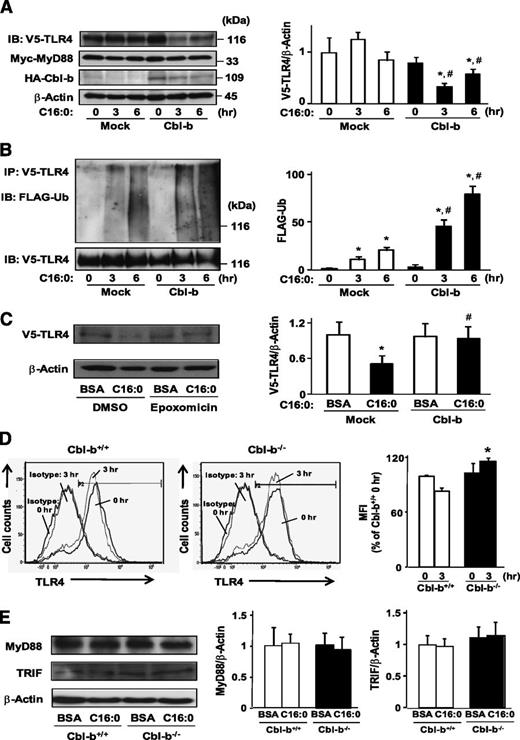 FIG. 5. Role of Cbl-b in TLR4-mediated saturated FA signaling. A: HEK293/TLR4 cells were transfected with TLR4-V5, MyD88-Myc, mock vector/pCEFL-Cbl-b-HA, and pcDNA3-FLAG-Ubiquitin. To analyze the degradation rates of saturated FA signaling molecules, these cells were treated with 100 μg/mL cycloheximide. After treatment with palmitate for the indicated time intervals, whole-cell lysates were subjected to immunoblotting (IB; 20 μg/lane) for the indicated proteins. Each experiment was independently reproduced three times. Data are densitometric ratio of V5 to β-actin and are mean ± SD values of three experiments. *P < 0.05 and #P < 0.05 compared with time 0 and mock at the same time interval, respectively. B: HEK293/TLR4 cells were transfected with TLR4-V5, MyD88-Myc, mock vector/pCEFL-Cbl-b-HA, and pcDNA3-FLAG-Ubiquitin. To analyze the ubiquitination of TLR4, MG132 was added to cells. After treatment with palmitate for the indicated time intervals, whole-cell lysates were immunoprecipitated (IP) with anti-V5 antibody. The immunoprecipitates were subjected to IB for the indicated proteins. Densitometric quantification of FLAG was performed with ImageJ software. Data are mean ± SD (n = 3). *P < 0.05 and #P < 0.05 compared with time 0 and mock at the same time interval, respectively. C: Effect of pretreatment with 100 nmol/L epoxomicin on palmitate-induced degradation of TLR4. HEK293/TLR4 cells were transfected with TLR4-V5, MyD88-Myc, pCEFL-Cbl-b-HA, and pcDNA3-FLAG-Ubiquitin. Cells were pretreated with epoxomicin for 3 h before palmitate treatment and then treated with palmitate for 3 h. Whole-cell lysates (20 μg/lane) were subjected to immunoblotting for the indicated proteins. Data are densitometric ratio of V5 to β-actin and are mean ± SD values of three experiments. *P < 0.05 and #P < 0.05 compared with BSA with DMSO and C16:0 with DMSO, respectively. D: Peritoneal macrophages from Cbl-b+/+ and Cbl-b−/− mice were cultured with 400 μmol/L palmitate, and cell surface TLR4 protein levels were determined by flow cytometry at the indicated time points. Samples were gated for F4/80+ and examined for TLR4 expression. Quantification of mean fluorescence intensity (MFI) of TLR4 expression was performed with Cell Quest Pro software. Data are mean ± SD (n = 3). *P < 0.05 compared with Cbl-b+/+ macrophages treated with palmitate for 3 h. E: Peritoneal macrophages from Cbl-b+/+ and Cbl-b−/− mice were treated with 400 μmol/L palmitate or vehicle (BSA) for 3 h. Whole-cell lysates (30 μg/lane) were subjected to immunoblotting for MyD88, TRIF, and β-actin. Data are densitometric ratio of MyD88 or TRIF to β-actin and are mean ± SD values of three experiments.