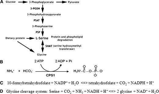 FIG. 2. Schematics of metabolic pathways relevant to SNP-metabolite associations. PSAT, phosphoserine aminotransferase.