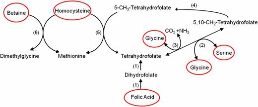 FIG. 3. Links between glycine, serine, folate, homocysteine, and betaine in folate metabolism and homocysteine metabolism. Enzymes (1): dihydrofolate reductase (2), serine hydroxymethyltransferase (3), glycine synthase (also called glycine cleavage enzyme) (4), methylenetetradydrofolate reductase (5), methionine synthase (the other name of 5-methyltetrahydrofolate-homocysteine methyltransferase) (6), and betaine-homocysteine methyltransferase. Modified from House et al. (44) and Van Tellingen et al. (45). (A high-quality color representation of this figure is available in the online issue.)