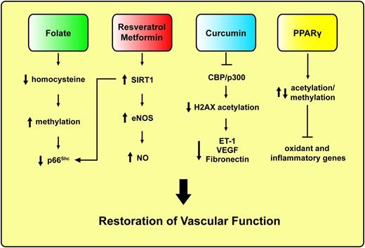 FIG. 2. Mechanism-based pharmacological approaches to revert vascular hyperglycemic memory in subjects with diabetes. ET-1, endothelin-1; H2, histone 2; VEGF, vascular endothelial growth factor.