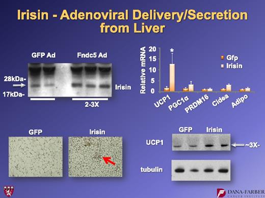 FIG. 12. Effects of adenoviral expression of FNDC5 on the browning of inguinal adipose tissue in mice. For further details, see ref. 15. Ad, adenovirus expression vector. Adipo, AdipoQ. *P < 0.05.