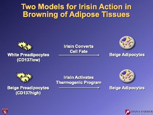 FIG. 17. Alternative models for how irisin can bring about thermogenic actions on beige cells.