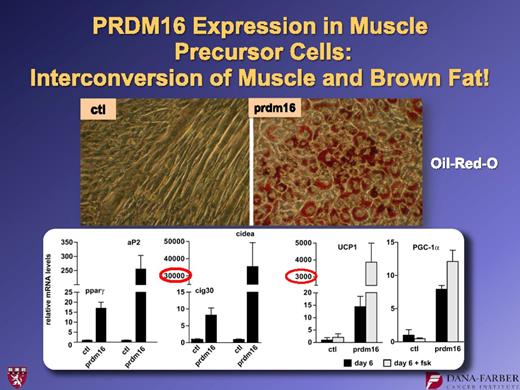 FIG. 4. Forced expression of PRDM16 causes brown adipogenesis in C2C12 myoblasts. For further details, see ref. 8. ctl, control.