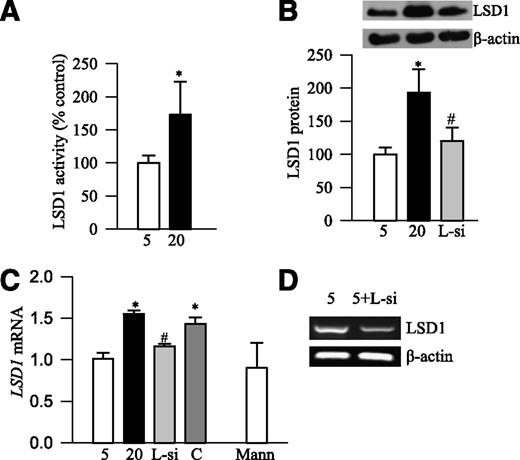 FIG. 5. High glucose exposure of retinal endothelial cells increases LSD1. BRECs were analyzed for LSD1 activity (A) in the nuclear fraction by chemiluminescent assay, and the values obtained from control cells incubated in 5 mmol/L glucose are considered as 100%. B: Protein expression by Western blot technique using β-actin as a housekeeping protein. C and D: Gene expression by semiquantitative PCR using β-actin as housekeeping gene. 5 and 20, cells incubated in 5 or 20 mmol/L glucose; 5+L-si, cells transfected with LSD1 siRNA and incubated in 5 mmol/L glucose; L-si and C, cells transfected with LSD1 siRNA or scramble RNA, respectively, followed by incubation in 20 mmol/L glucose medium; Mann, cells incubated in 20 mmol/L mannitol. Values are mean ± SD from three to five preparations in each group, each measurement made in duplicate, and 5 mmol/L glucose values are considered as control and adjusted to 100% or 1. *P < 0.05 and #P < 0.05, compared with the values from cells incubated in 5 mmol/L glucose and 20 mmol/L glucose, respectively.