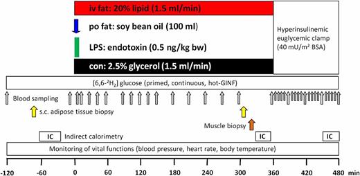 FIG. 1. Study protocol. One out of four interventions was started at 0 min at each study day: 1) iv fat: infusion of intralipid (1.5 mL/min) over 360 min; 2) po fat: 100 mL of soy bean oil consumed within 10 min; 3) LPS: short-term infusion of LPS (0.5 ng/kg body weight [bw]); or 4) control (con): infusion of 2.5% glycerol solution (1.5 mL/min) for 6 h. GINF, glucose infusion; s.c., subcutaneous; IC, indirect calorimetry.