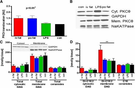 FIG. 6. Muscle PKCθ translocation (A), total cytosolic (Cyt.) and membrane (Mem.) DAG, total ceramides (C), and C18 DAG and C18 ceramide levels (D). Representative blot of cytosolic/membrane PKCθ using enhanced chemiluminescence and respective control (con) proteins (sodium potassium ATPase [NaKATPase] for membrane and glyceraldehyde-3-phosphate dehydrogenase [GAPDH] for cytosolic band density) for correction (B), and enrichment of cytosolic/membrane markers after DAG fractionation is depicted as inset in C. Biopsies were taken 5 h after intervention: iv fat (red), po fat (blue), LPS (green), and control (con; black). #P < 0.05 for overall difference between groups analyzed by repeated-measures ANOVA; **P < 0.01 vs. control using repeated-measures ANOVA. AU, arbitrary units.