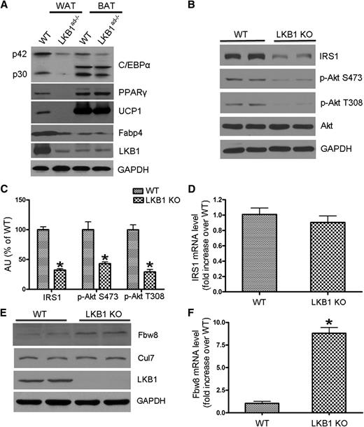 FIG. 4. Impaired adipogenesis in LKB1-deficient WAT. A: Western blot analysis of adipocyte-specific genes and adipogenic transcription factors for WAT and BAT from WT and 18-day-old male LKB1ad−/− mice. B and C: Western blot analysis of IRS1/Akt signaling in WAT from WT and LKB1ad−/− mice. The blot is a representative of three blots obtained from three independent experiments. D: RT-PCR to detect IRS1 mRNA levels in WT and LKB1-deficient WAT (n = 3). E: Western blot analysis to detect Fbw8 and Cul7 protein levels in WT and LKB1-deficient WAT. F: RT-PCR to detect Fbw8 mRNA level in WT and LKB1-deficient WAT (n = 3). *P < 0.05 compared with WT.