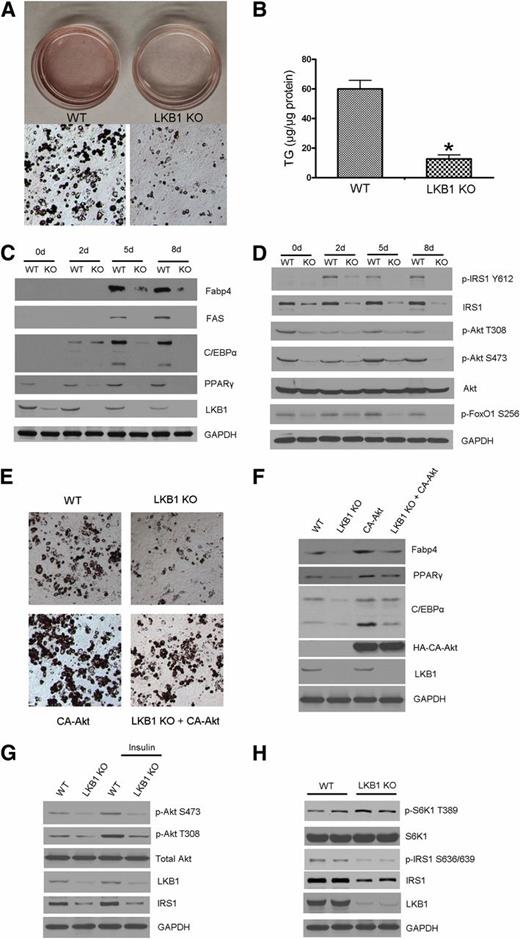 FIG. 5. LKB1 regulates adipogenesis through the IRS1/Akt signaling pathway. A: LKB1flox/flox MEF cells were infected with adenovirus expressing lacZ (WT) or Cre recombinase (LKB1 KO) for 2 days and then induced to differentiate into adipocytes. Oil Red O staining was performed after 8 days. B: TG levels were measured on day 8 of differentiation in WT and LKB1-deficient cells (n = 4). C and D: Cells were harvested at 0, 2, 5, and 8 days of differentiation, and Western blot analysis was performed to detect adipogenic proteins and IRS1/Akt signaling. E: LKB1flox/flox MEF cells were first infected with adenovirus expressing lacZ (WT) or Cre recombinase (LKB1 KO) for 24 h and then infected with CA-Akt or GFP virus for another 24 h. After that, cells were induced to differentiate into adipocytes. Oil Red O staining was performed after 8 days. F: Cells were harvested after differentiation, and Western blot analysis was performed to detect adipogenic proteins. The blot is representative of three blots obtained from three independent experiments. G: LKB1flox/flox MEF cells were infected with adenovirus expressing lacZ (WT) or Cre recombinase (LKB1 KO) for 2 days and then treated with insulin (100 nmol/L) for 15 min. Western blot analysis was performed to detect Akt pathway targets. H: Western blot analysis was performed to detect p-S6K1 T389 and p–IRS1 S636/639 in WT and LKB1-deficient WAT. *P < 0.05 compared with WT.
