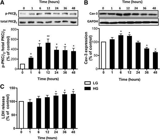 FIG. 2. Effects of HG upon p-PKCβ2 (Ser660) and Cav-3 expression and LDH release in cultured cardiomyocytes over time. Representative Western blot of p-PKCβ2 (Ser660) expression in comparison with total-PKCβ2 (A) and Cav-3 (B) expression with glyceraldehyde-3-phosphate dehydrogenase (GAPDH) as loading control. C: Effects of HG upon LDH release. *P < 0.05, **P < 0.01 vs. control (time “0”) group.