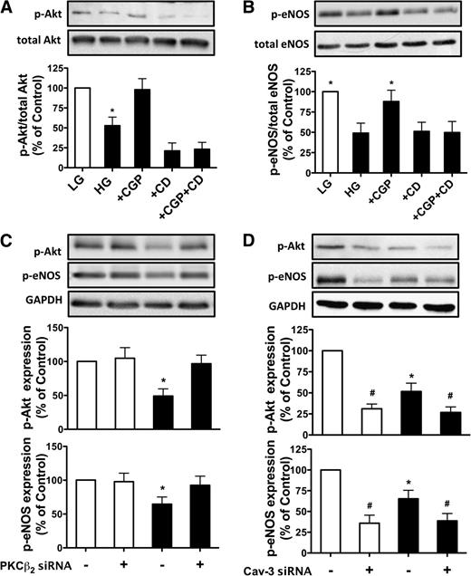 FIG. 4. Expression of p-Akt (Ser 473) and p-eNOS (Ser 1177) in cultured cardiomyocytes and H9C2 cells in various treatments in LG (□) (5.5 mmol/L) or HG (■) (25 mmol/L) conditions for 36 h. Representative Western blot demonstrating p-Akt in comparison with total Akt (A) and p-eNOS in comparison with total eNOS in cardiomyocytes exposed to HG in the presence of selective PKCβ2 CGP (1 μmol/L), CD (10 μmol/L), or CGP+CD combination (B). Representative Western blot demonstrating p-Akt and p-eNOS expression in H9C2 cells transfected with PKCβ2 siRNA (C) or Cav-3 siRNA (D) in LG or HG conditions. Glyceraldehyde-3-phosphate dehydrogenase (GAPDH) served as loading control. All results are expressed as means ± SEM. n = 7. *P < 0.05 vs. all other groups, #P < 0.05 vs. control and siRNA-treated groups.